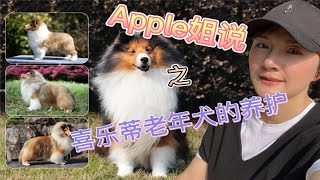 喜乐蒂老年犬的养护