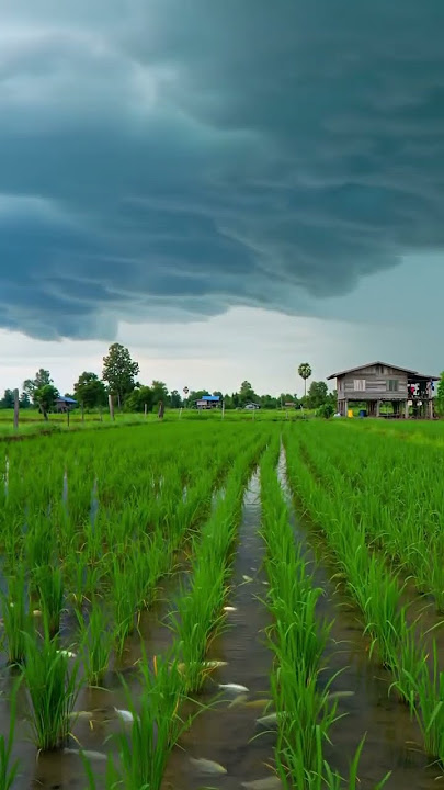 Serene Rice Paddies After Rainfall