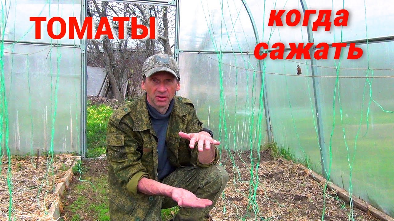 Когда высаживать рассаду томатов в теплицу. Простой и надёжный способ определения.