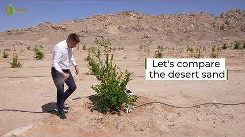 Growing trees and food in the desert while preserving water