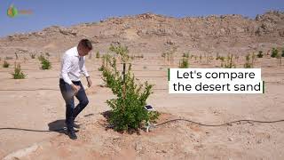 Growing trees and food in the desert while preserving water