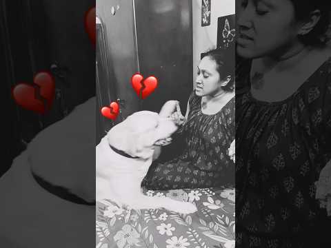 Coco is sorry 😭💔🐕‍🦺💔👩‍🦰. Coco breaks Mum's heart 😥😱😥😱. #lovecoco #funnydog #cocomelon #funnylabrador