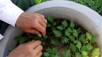 Xem cận cảnh nhà vườn cắt cơi cúc pha lê tết 2021