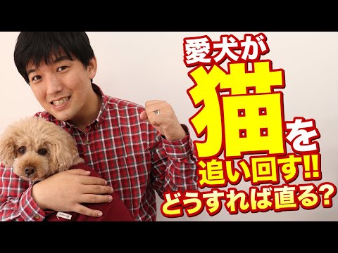 愛犬が猫や小動物を追いかけ回したり、襲ったり、見ると興奮する！どうすればいい？