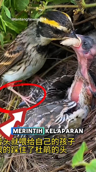 Karma anak burung kedasih yang di cuekin oleh induk inang!#shorts #birds #cuckoo #burung #satwa