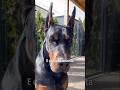 3 MOTIVOS PRA TER UM DOBERMAN 😈 #curiosidades #natureza #animais #doberman