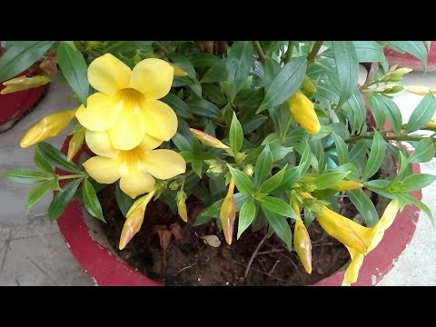 Comment cultiver ALLMONDA Fleurs de Boutures