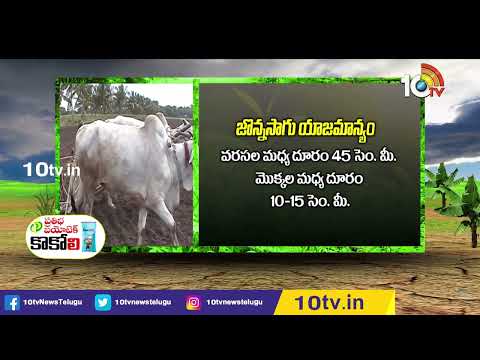 Sorghum Cultivation | జొన్న సాగులో మేలైన యాజమాన్యం | Matti Mansihi | 10TV