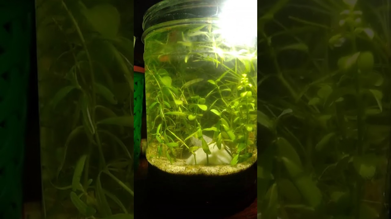Smallest planted aquarium in the world. Smallest under water garden