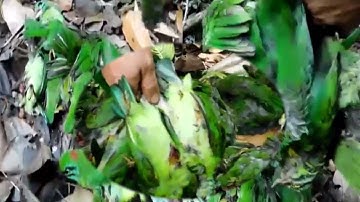 hunting yos hav zoov tua nas tua noog 2020