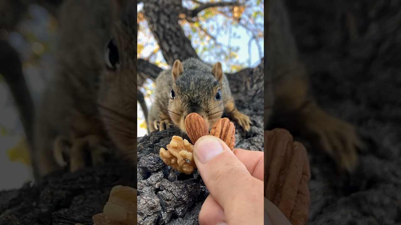 Squirrels Delight with Squirrel Baby Light Speed 