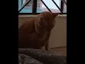 Fat, orange cat grooming himself by the window