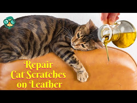 How to repair cat scratches on leather