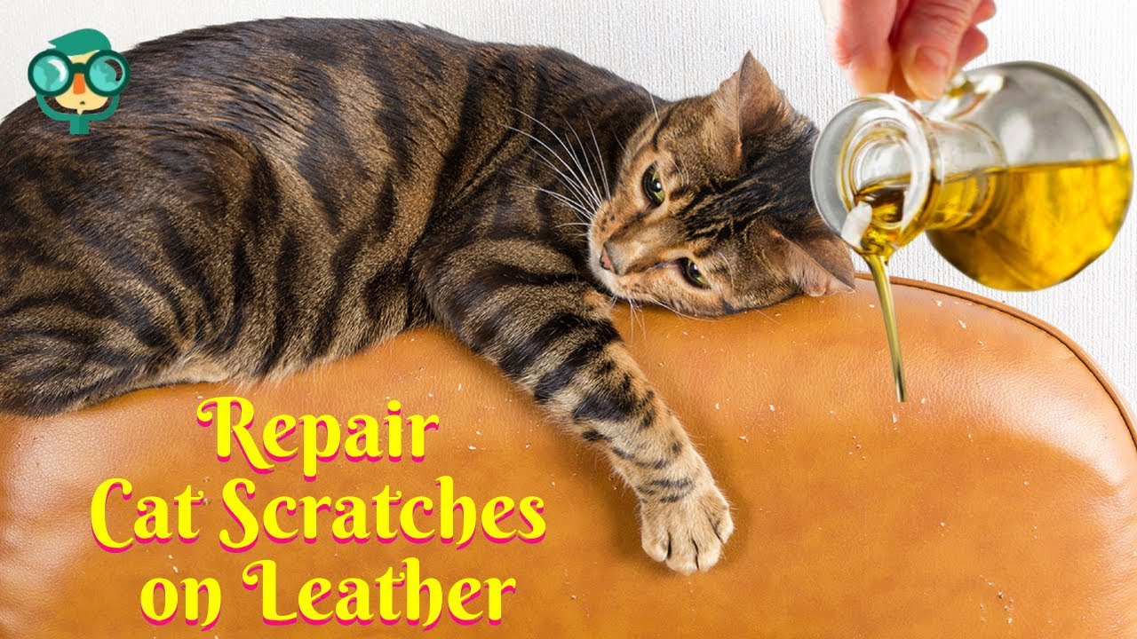 How To Repair Cat & Other Scratches on Leather Material – Von Baer