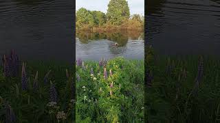 Гуляем у реки с востарём#вео #восточноевропейскаяовчарка #nature #лесной #собака #собаки #beautiful