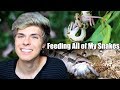 Feeding My 6 Pet Snakes!!!