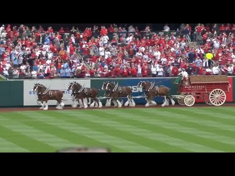 cardinals opening day clydesdales