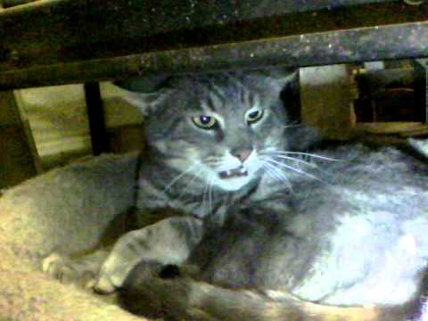 Video: Varför Spottar Katter