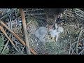 Presidio SF Red-Tailed Hawk Cam ~ Sibling Rivalry Part 2 ~ Private Feeding Youngest 4.16.18