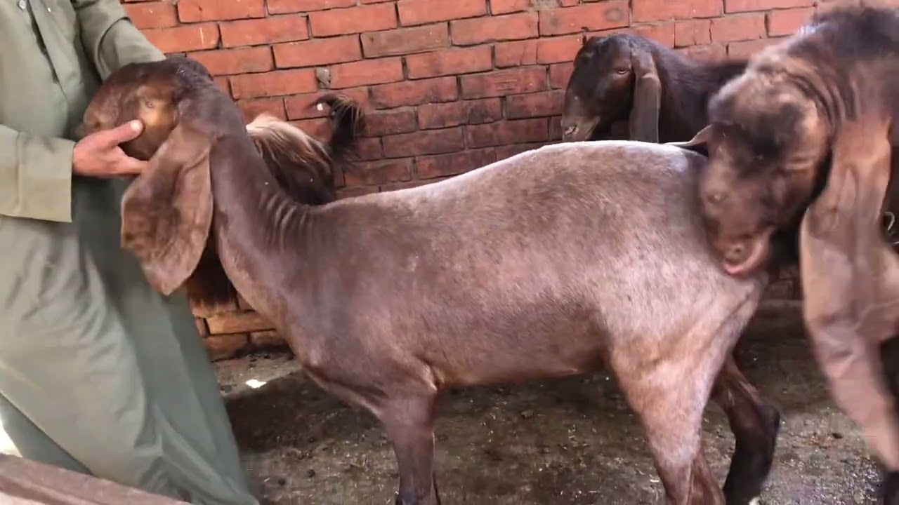 الديزل عشر طعمه