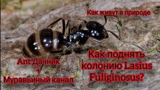 Как поднять колонию Lasius Fuliginosus, как они живут в природе. Муравьиный канал+Ant Дачник