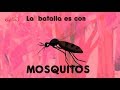 ¿Mosquitos buenos?  Lucha contra el dengue en Medellín | Parque Explora