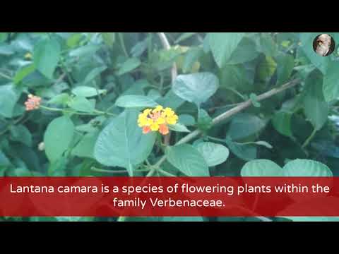 فيديو: Lantana من عائلة Verbenaceae