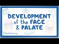 Development of the Face and Palate