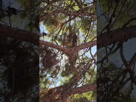 The Magical Sound Of GREECE Greece Aigina Mone Summer Holiday Travel Island Singing