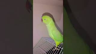 mittu clear voice ❤️shorts shortvideo ringneckparrot funnyvideo viral