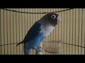 Lovebird fighter memanggil lawan lanjut ngetik ngekek bikin musuh langsung bunyi