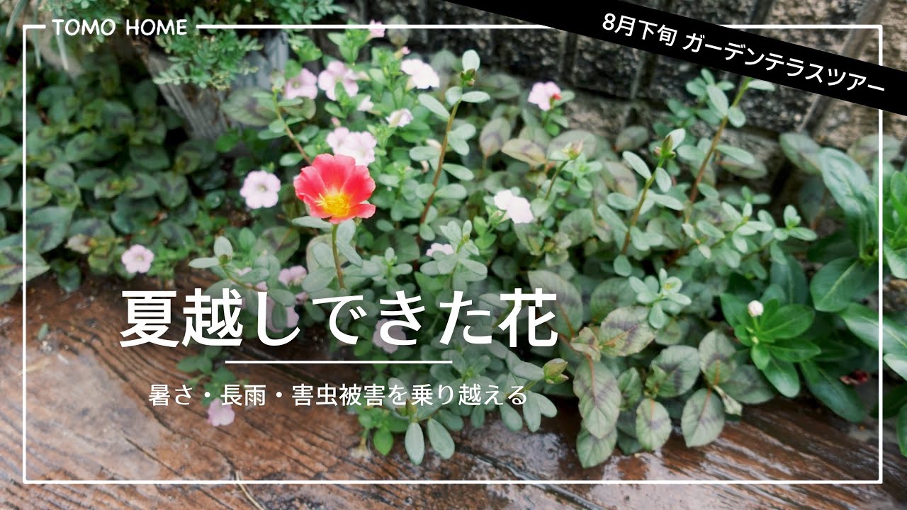 【8月下旬】暑さに強かった花などテラスの花全部紹介【夏越しと害虫被害】