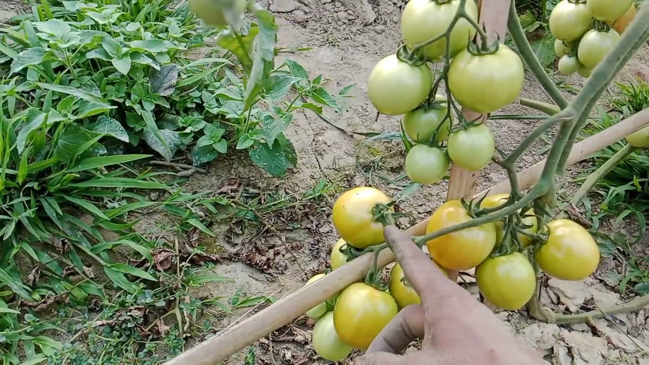 Tomato hmun fanna🍅