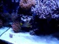 Five Different Species of Angel Fish in Reef Tank