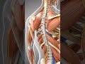 Chèn Ép Đám Rối Thần Kinh Vai: Điều Trị Sao Cho Đúng?