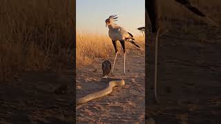 Secretary Bird Stomps a Cobra 🐦🐍 #shorts