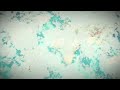 VEX Worldmap Generator