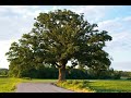 Bur oak tree identification  weaver family farms nursery