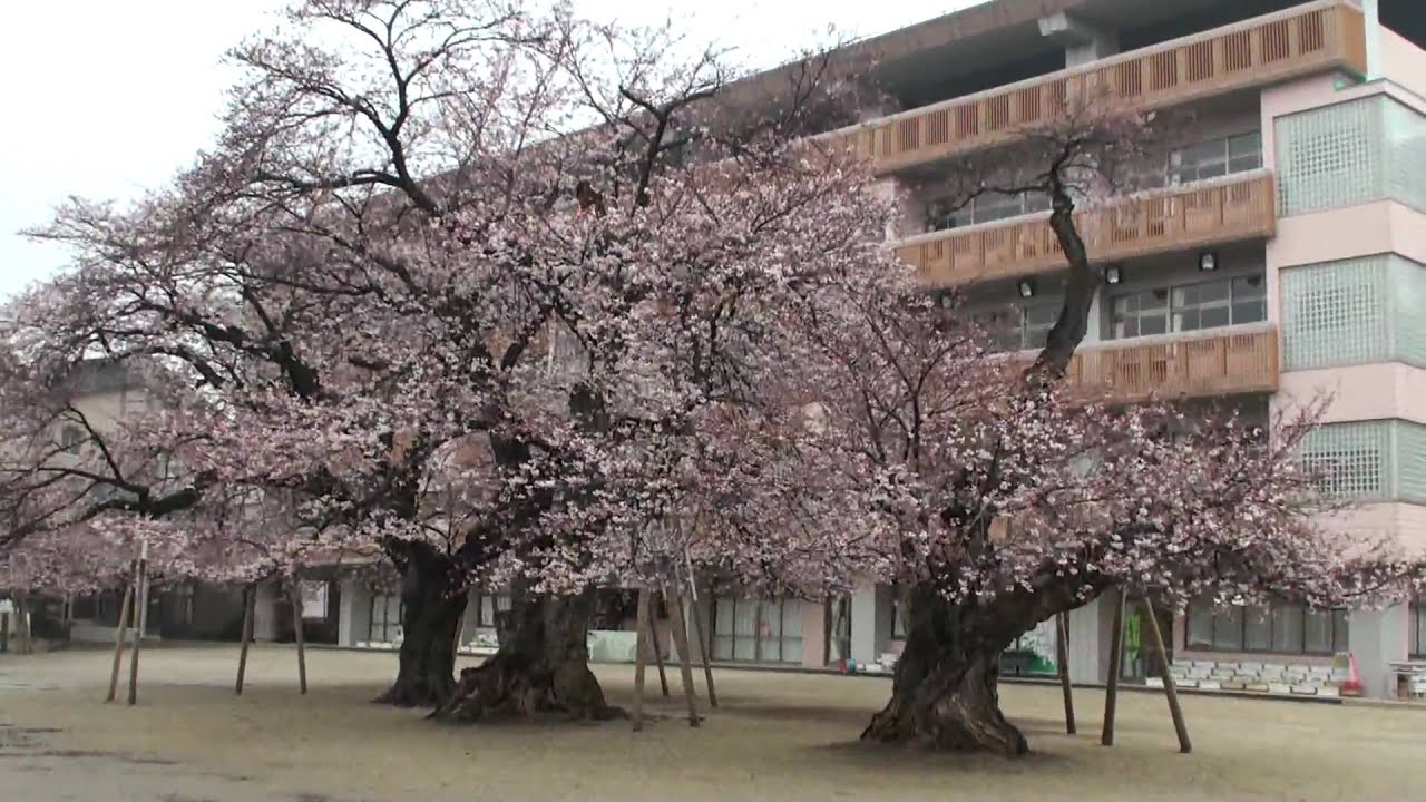 土浦 市 真鍋 小学校