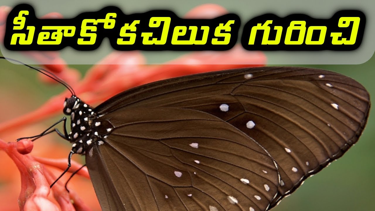 essay on butterfly in telugu