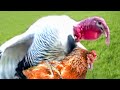 CRUCE PAVO CON GALLINA (aves de corral online)