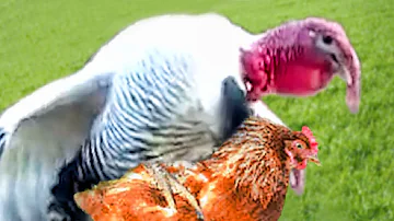 ¿Pueden aparearse una gallina y un pavo?