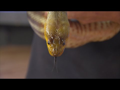Woma Python of the Phoenix Zoo stops by to say hi