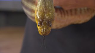 Celebrity Woma Python of the Phoenix Zoo stops by to say hi Profile