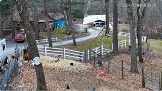 Goldys Driveway Goats 404Pm Carly Jim Sizz Outside 342024