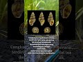 Siput pembunuh #aquascape #aquarium #keongsiputturbo # keongtanduk #keongassassin