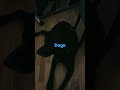 doge