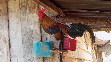 qaib dib zoo nkauj 15/1/2023