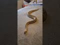 Subscribetomychannel savesnake savenature snakelover