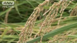 新米価格が最低水準に　猛暑で収穫は「やや不良」（10/10/29）